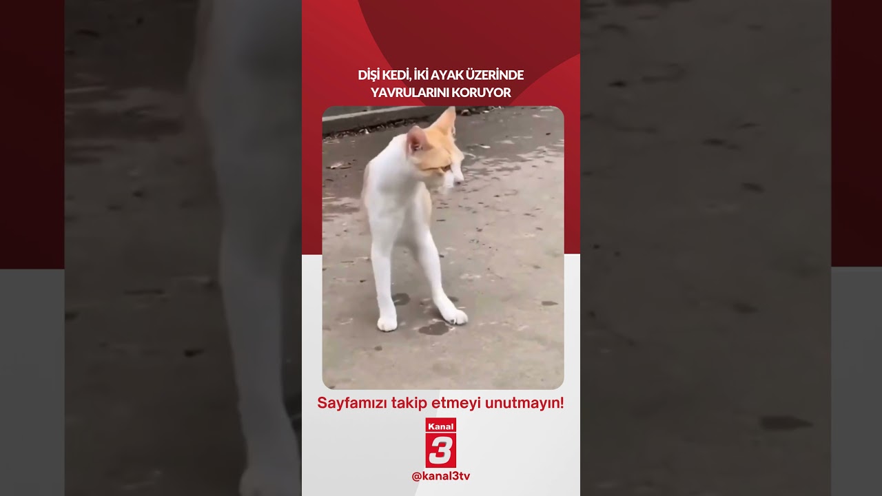 Dişi Kedi, İki Ayak Üzerinde Yavrularını Koruyor…