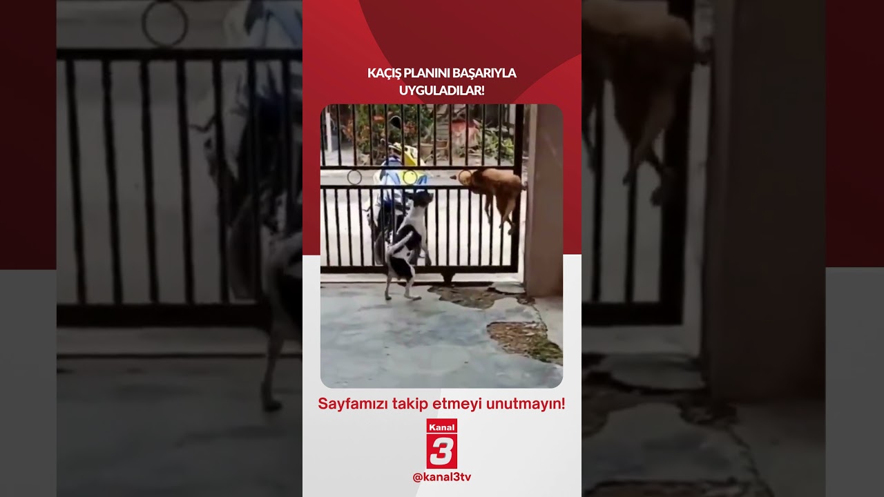 Kaçış planını başarıyla uyguladılar!