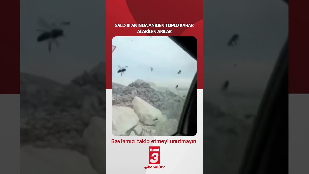 Saldırı anında aniden toplu karar alabilen arılar!