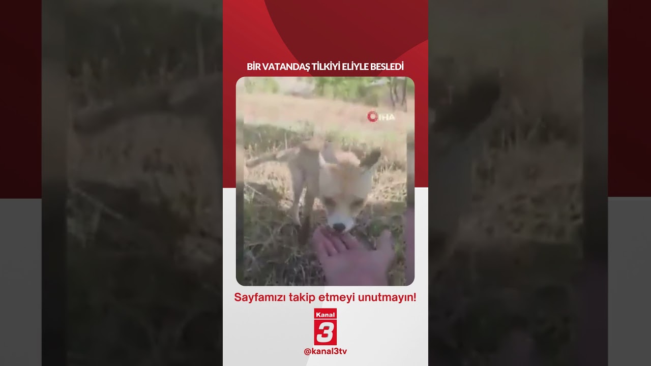 Bir vatandaş tilkiyi eliyle besledi…
