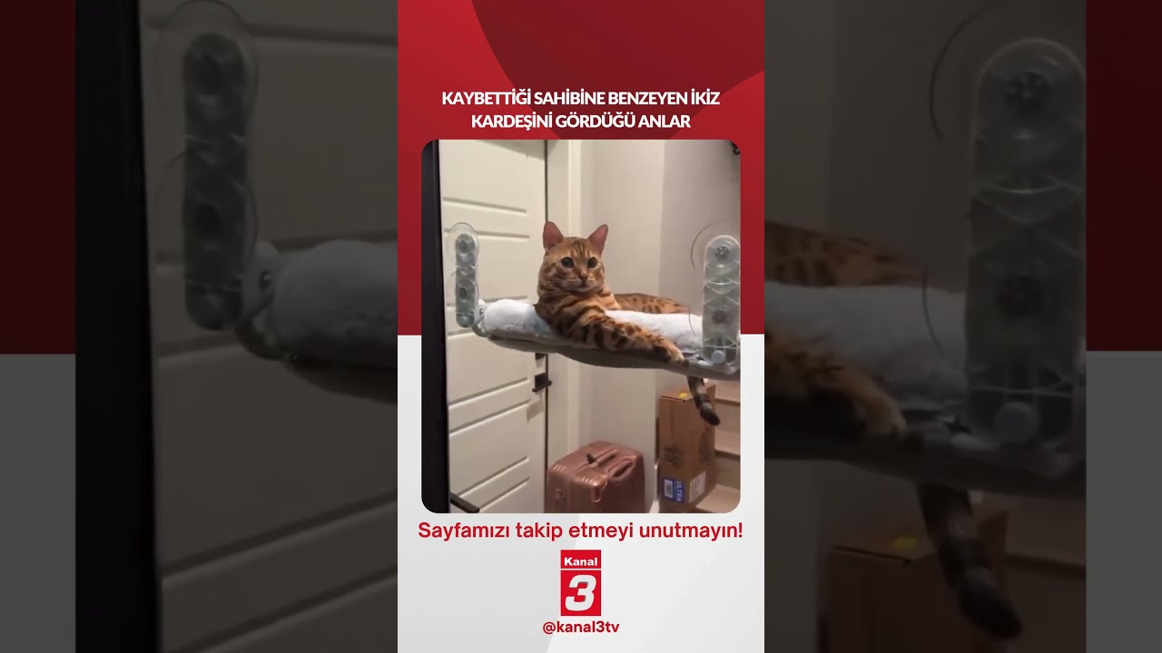 Kedinin, kaybettiği sahibine benzeyen ikiz kardeşini gördüğü anlar…