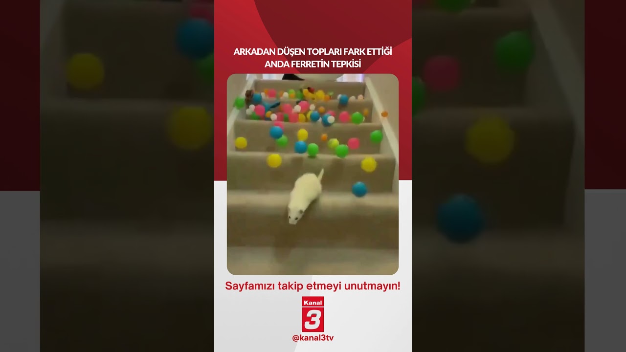 Arkadan düşen topları fark ettiği anda “Ferret’in” tepkisi…