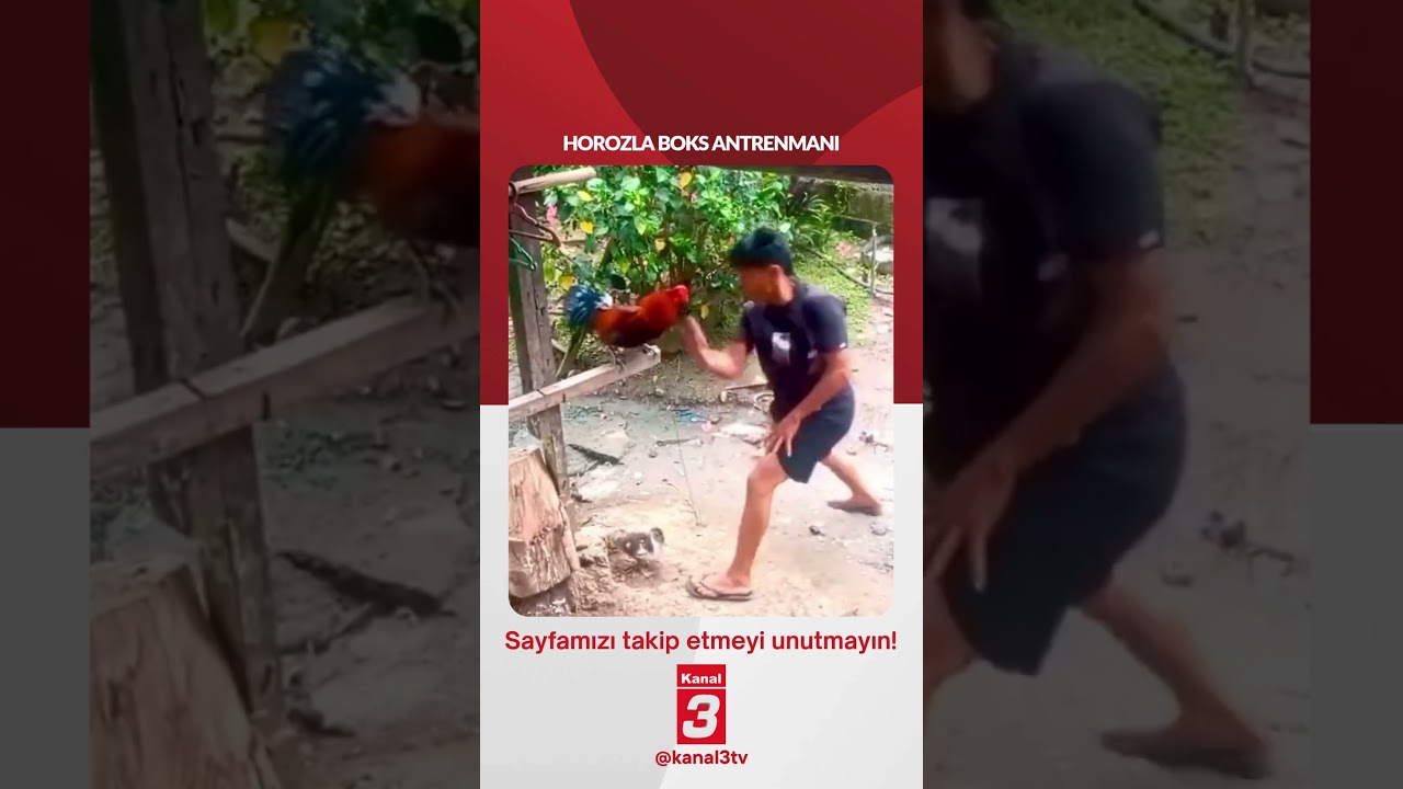 Horozla boks antrenmanı…