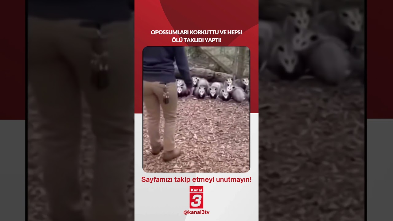 Opossumları korkuttu ve hepsi ölü taklidi yaptı!