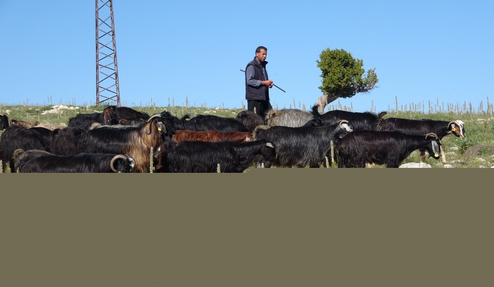 Toroslar yeşerdi, Yörüklerin zorlu mesaisi başladı