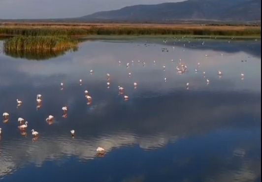Eber Gölü’nde umut yeniden kanatlandı: Flamingolar geri döndü