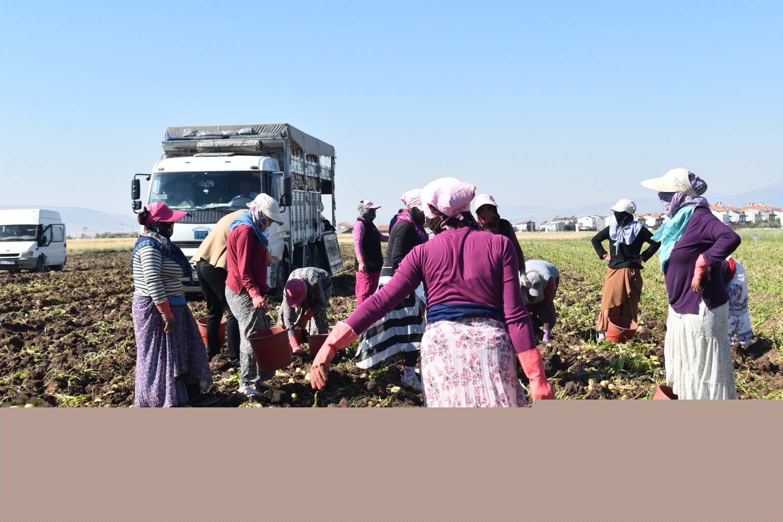 Afyonkarahisar'da sarı altın hasadı başladı