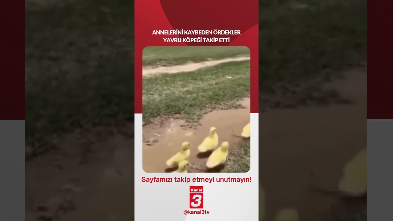 Annelerini kaybeden ördekler yavru köpeği takip etti…