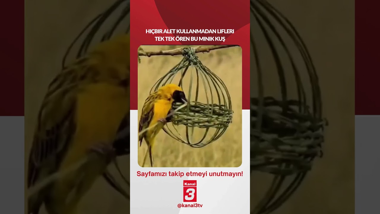 Hiçbir alet kullanmadan lifleri tek tek ören bu minik kuş…