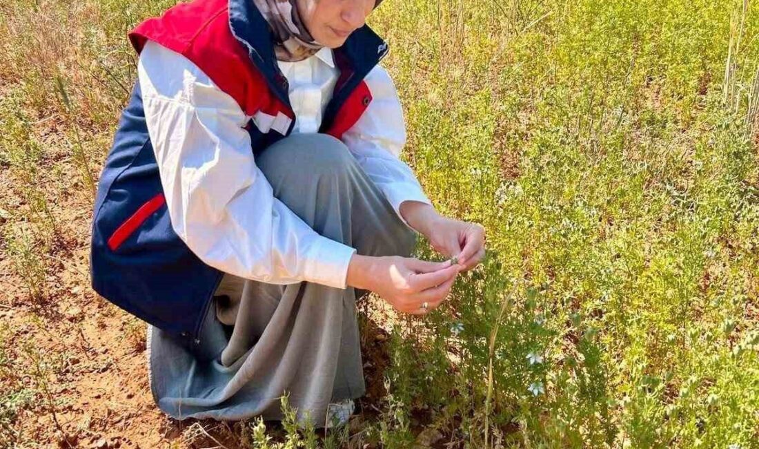 Afyonkarahisar’da çörek otu ve haşhaş ekili alanlarda bitkisel üretimde verim