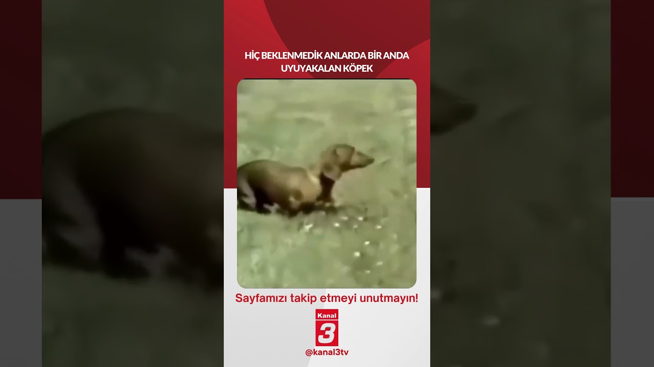 Hiç beklenmedik anlarda bir anda uyuyakalan köpek…