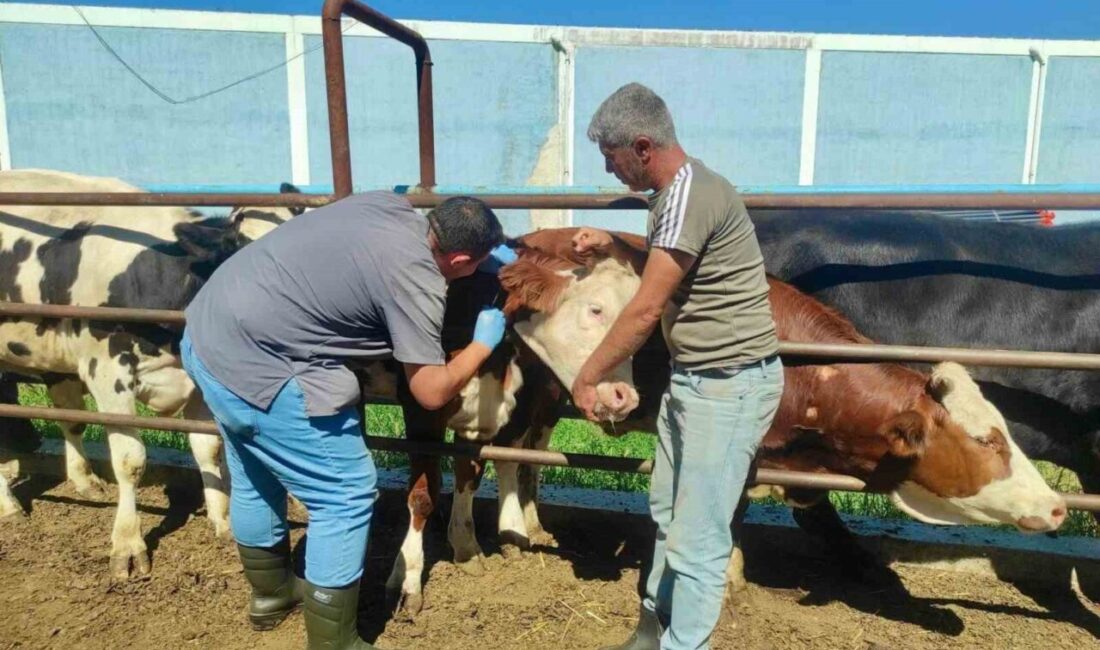 Afyonkarahisar’da hayvan hastalıklarının kontrol altına alınması, güvenilir gıda arzının sürdürülebilirliğinin