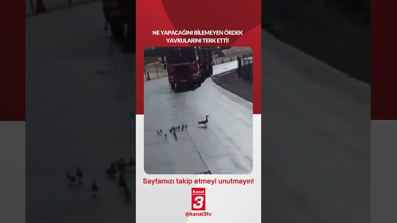 Ne yapacağını bilemeyen ördek yavrularını terk etti!
