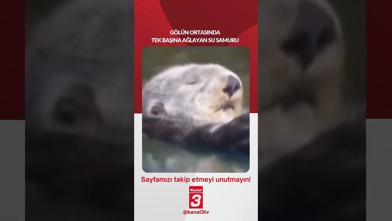 Gölün ortasında tek başına ağlayan su samuru…