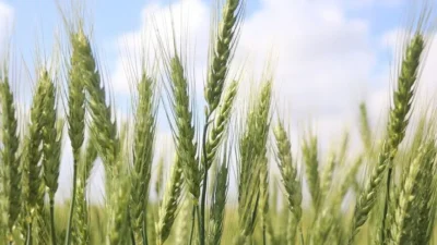Yumaklı, NSosyal’deki hesabından, kırılan rekoru “Tarımda tarihi rekor”, “Türkiye küresel