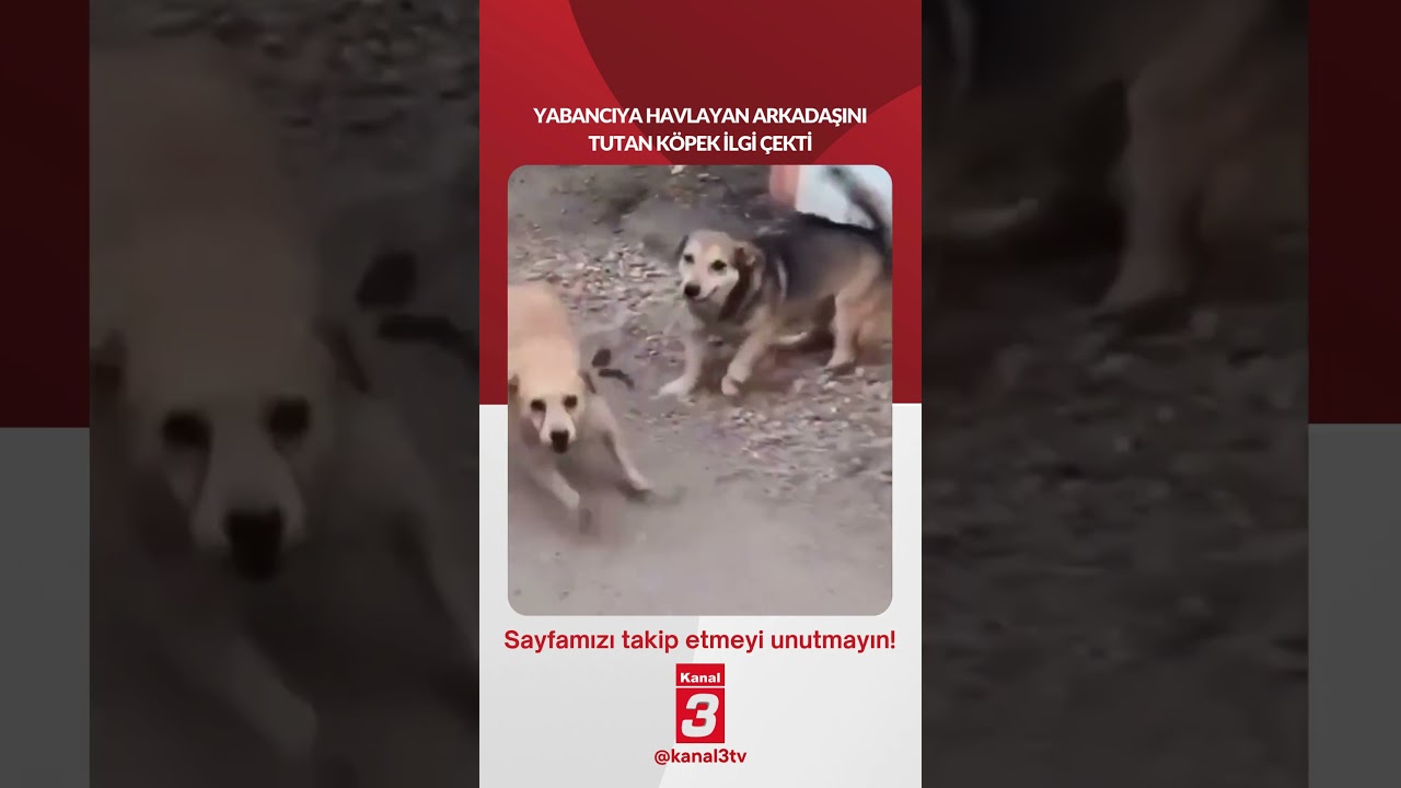 Yabancıya havlayan arkadaşını tutan köpek ilgi çekti!