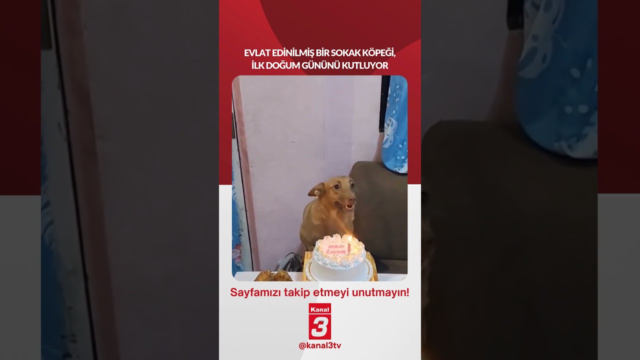 Evlat edinilmiş bir sokak köpeği, ilk doğum gününü kutluyor…