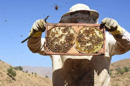 İngiltere'de Türk balına rekor fiyat: 200 gramı 1.250 sterline satılıyor!