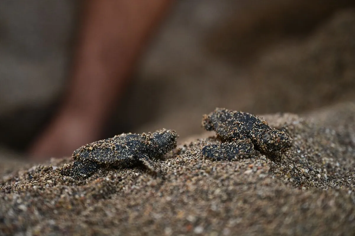 Antalya'da caretta carettaların yuvalarında yavru çıkışları sürüyor