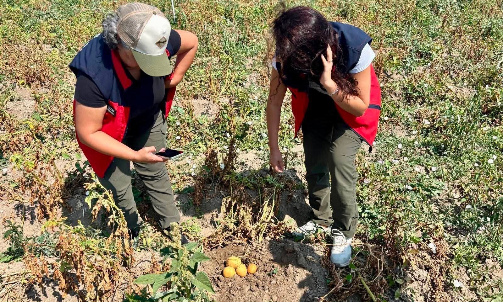 Patates tarlalarında verim mesaisi