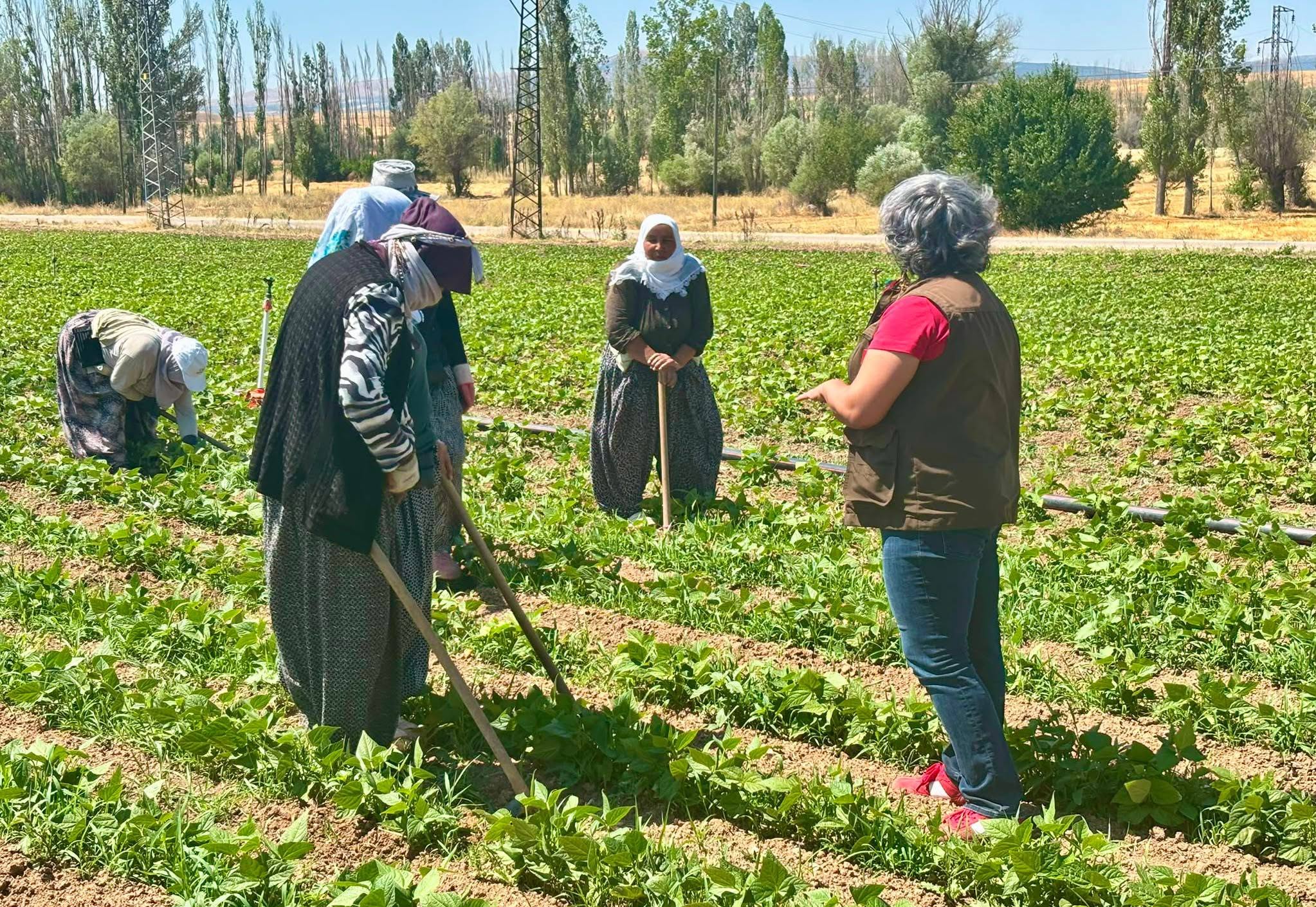 Barbunya üreticilerine sahada bilgilendirme