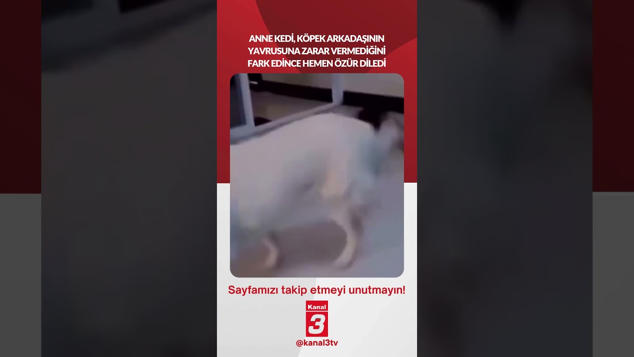 Anne kedi, köpek arkadaşının yavrusuna zarar vermediğini fark edince hemen özür diledi…