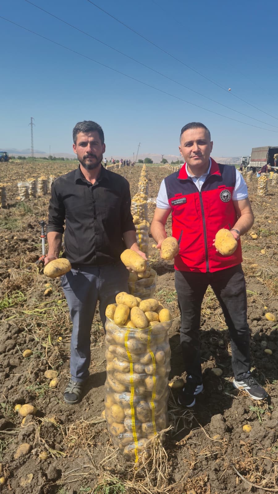 Çölovası'nda patates hasadı sürüyor