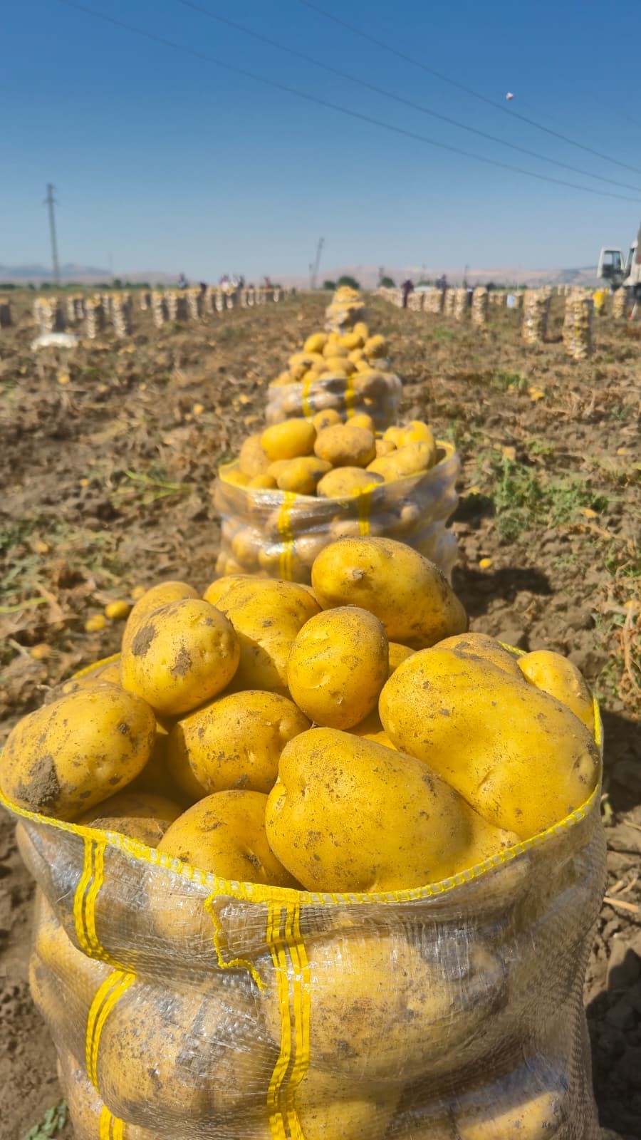 Çölovası'nda patates hasadı sürüyor