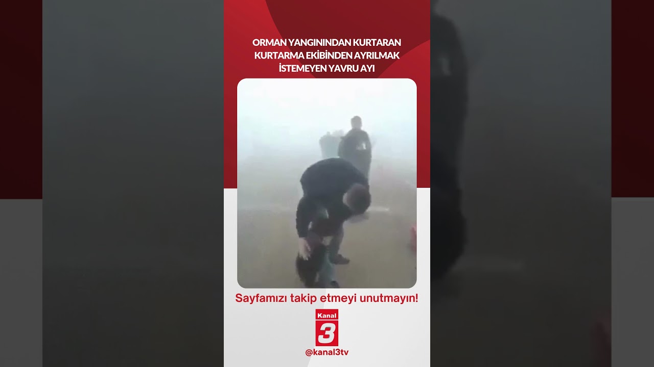 Orman yangınından kurtaran kurtarma ekibinden ayrılmak istemeyen yavru ayı…