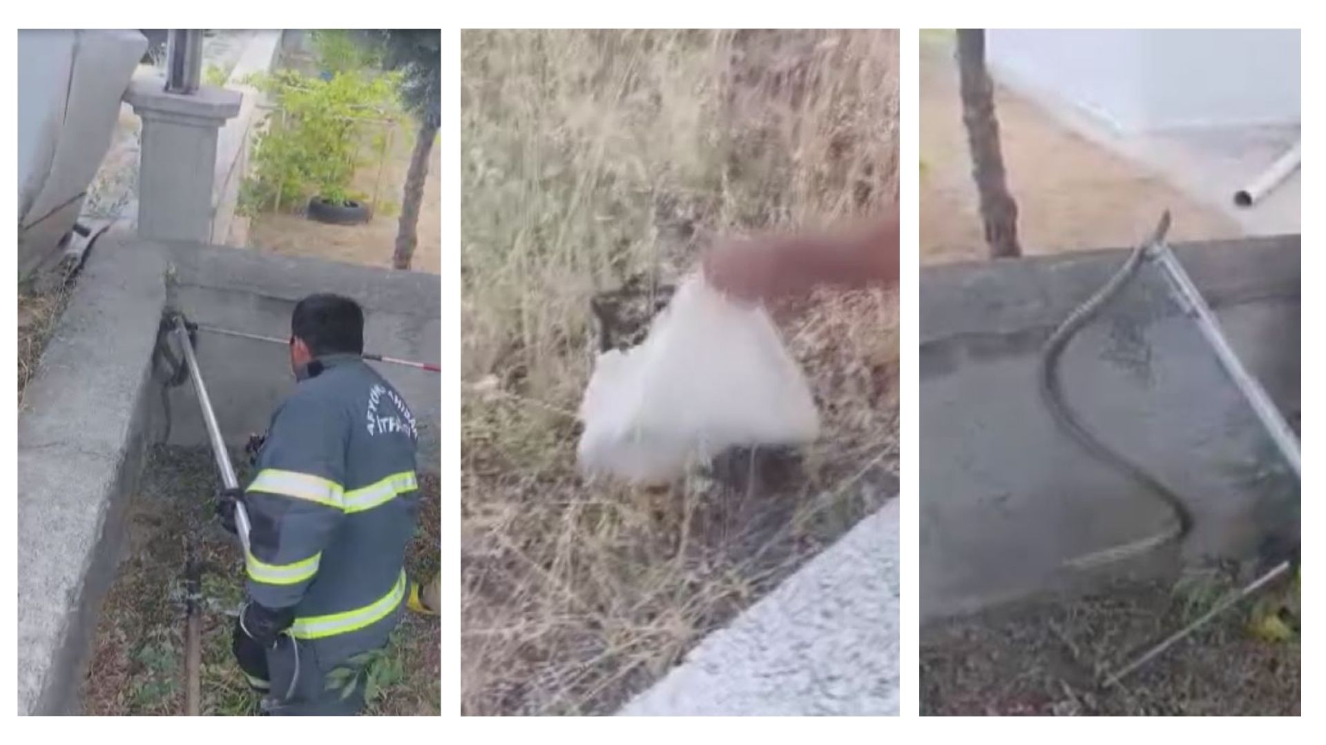 Kanlıca’da yılan paniği: İtfaiye yakaladı