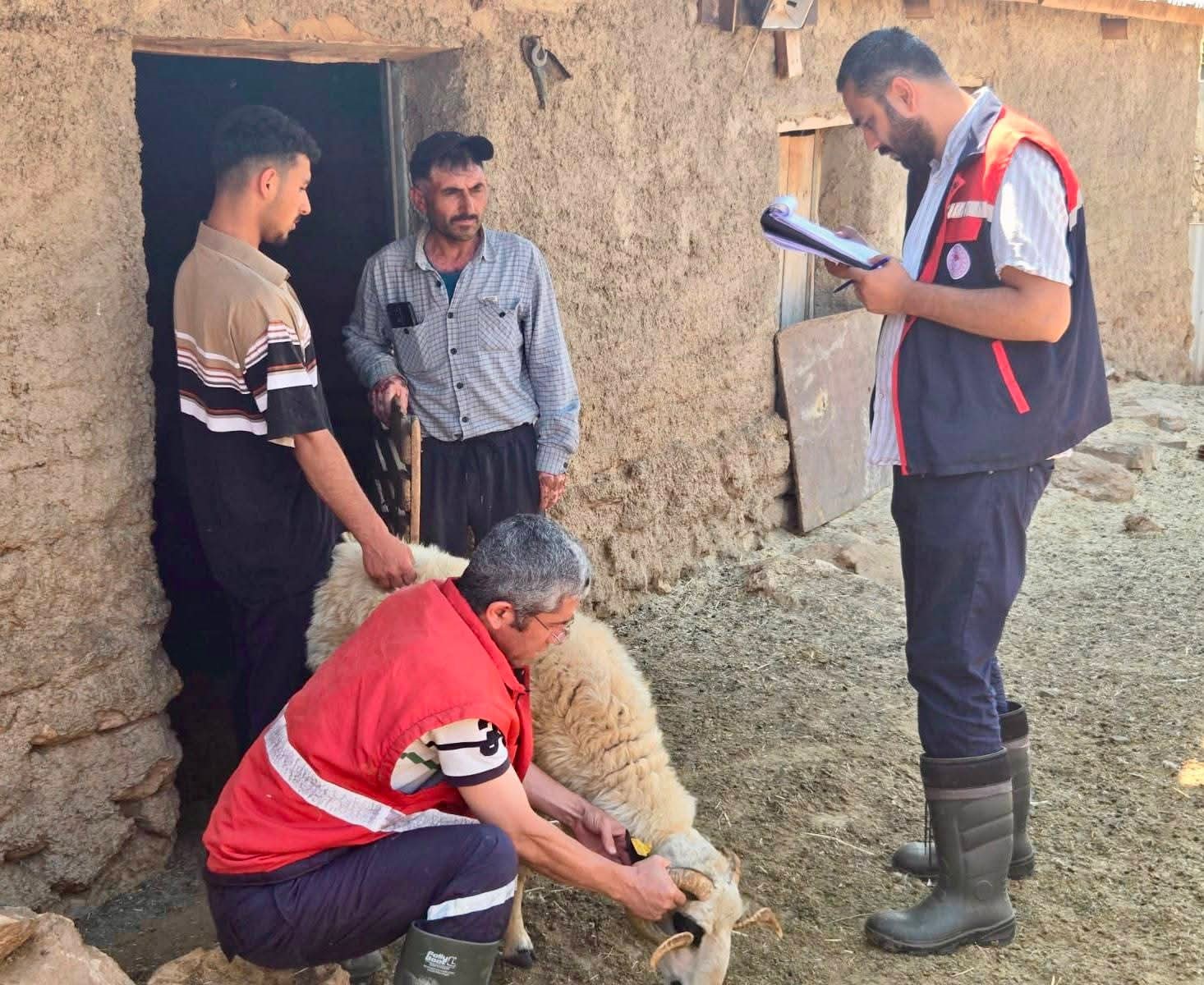 Küçükbaş hayvancılık için sahada kayıt çalışması