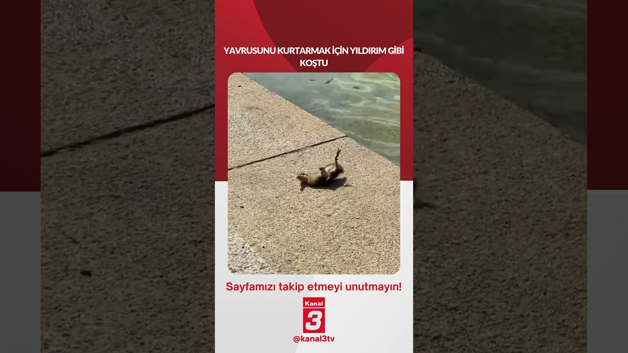 YAVRUSUNU KURTARMAK İÇİN YILDIRIM GİBİ KOŞTU