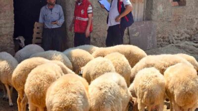Afyonkarahisar Tarım ve Orman İl Müdürlüğü tarafından, hayvancılıkta verimliliğin ve