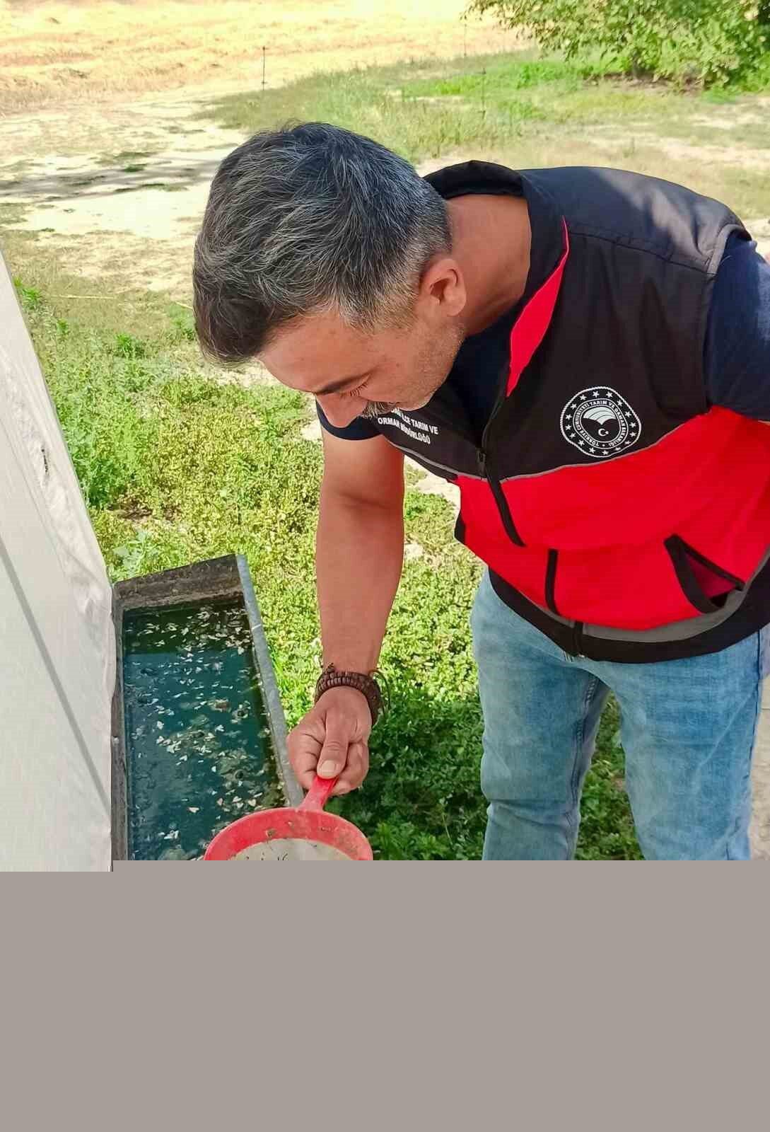 Haziran böceğiyle mücadele sürüyor