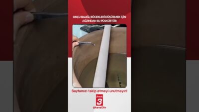 Okçu balığı, böcekleri düşürmek için ağzından su püskürtür… https://kanal3.com.tr/ Sosyal