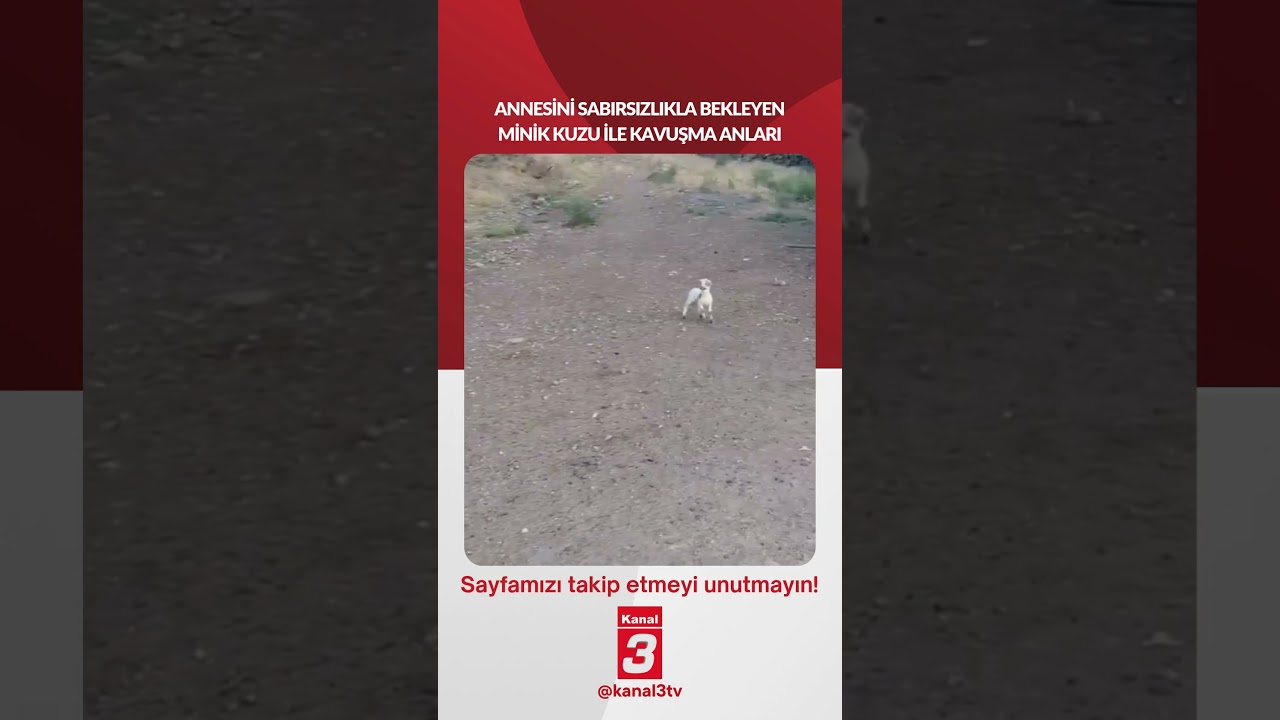 Annesini sabırsızlıkla bekleyen minik kuzu ile kavuşma anları…