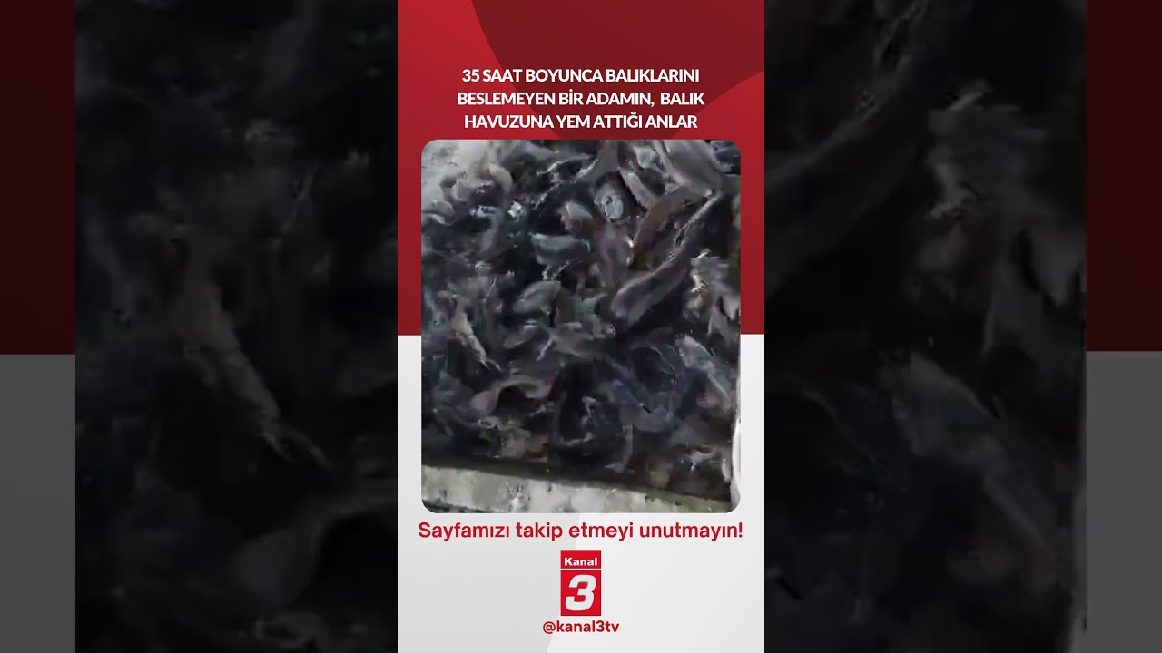 35 saat boyunca balıklarını beslemeyen bİr adamın,  balık havuzuna yem attığı anlar…