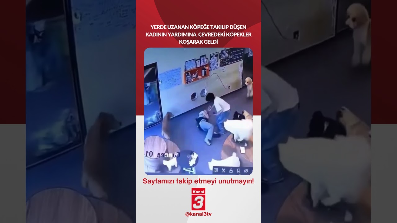 Yerde uzanan köpeğe takılıp düşen kadının yardımına, çevredeki köpekler koşarak geldi…