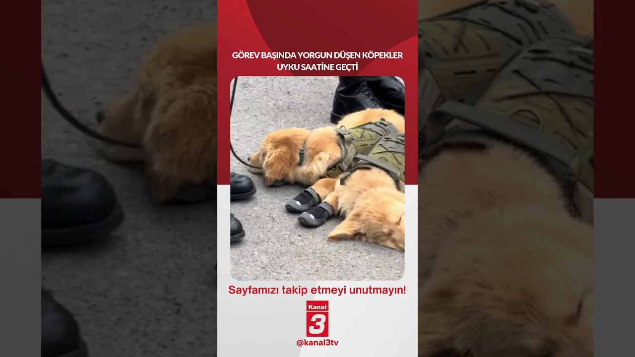Görev başında yorgun düşen köpekler uyku saatine geçti…