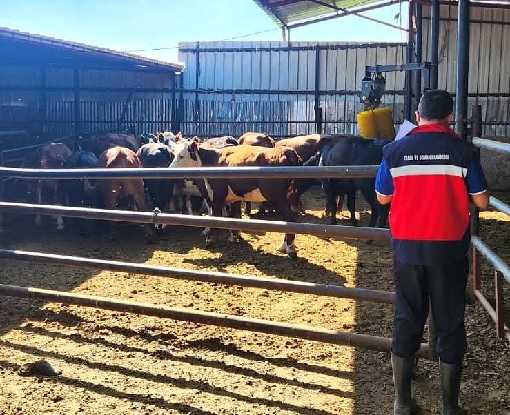 Afyonkarahisar'da büyükbaş hayvancılık için saha denetimi