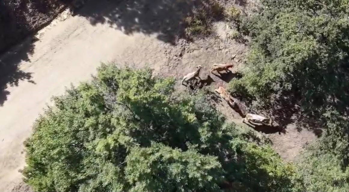 9 büyükbaş kayboldu, ekipler dronla izlerini buldu