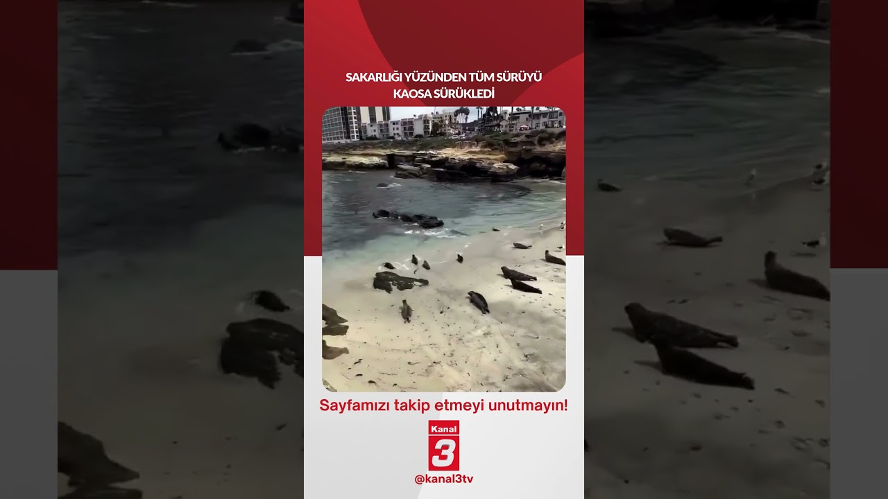 Sakarlığı yüzünden tüm sürüyü kaosa sürükledi…