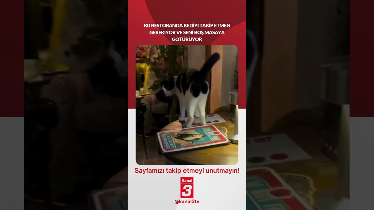 Bu restoranda kediyi takip etmen gerekiyor ve seni boş masaya götürüyor…