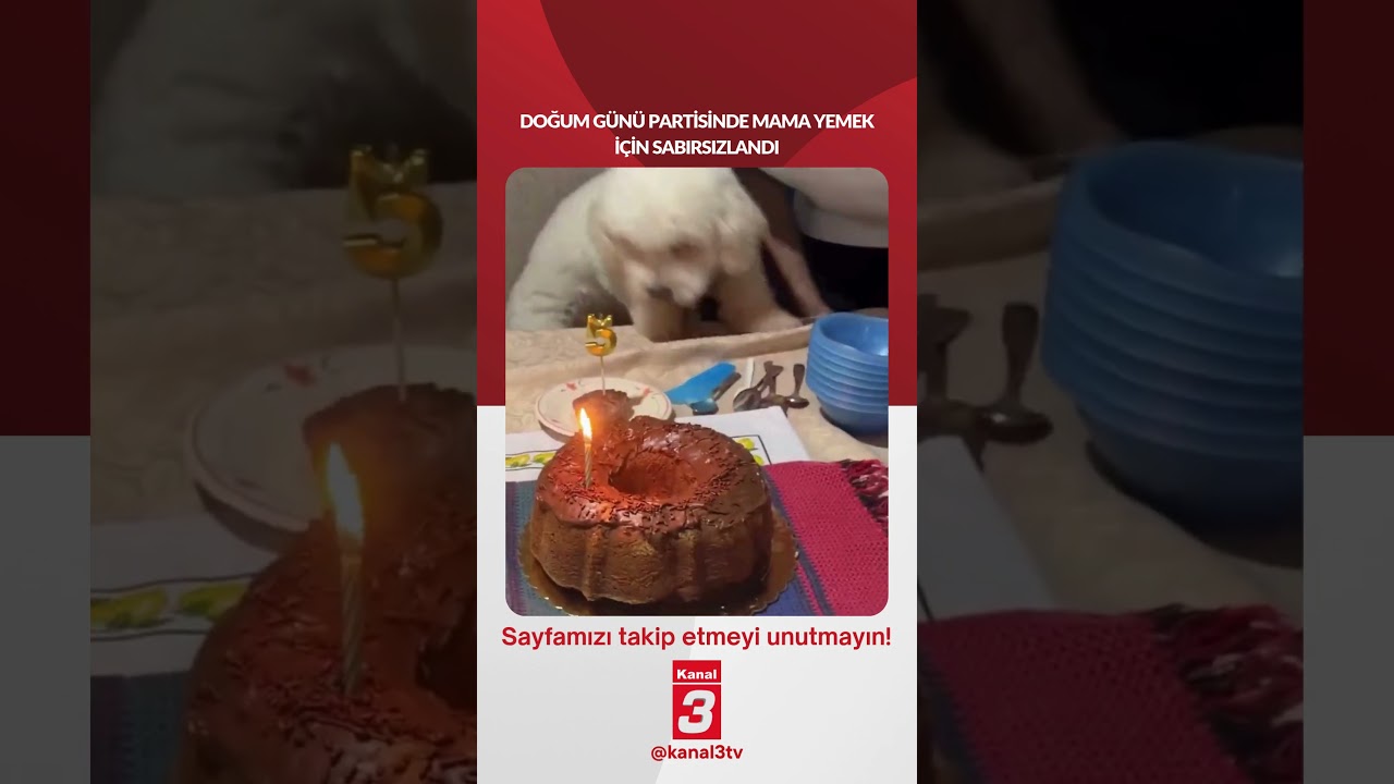 Doğum günü partisinde mama yemek için sabırsızlandı…