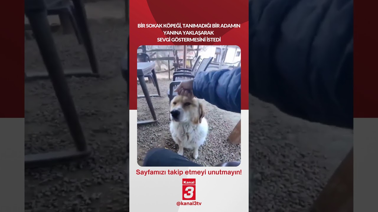 Bir sokak köpeği, tanımadığı bir adamın yanına yaklaşarak sevgi göstermesini istedi…