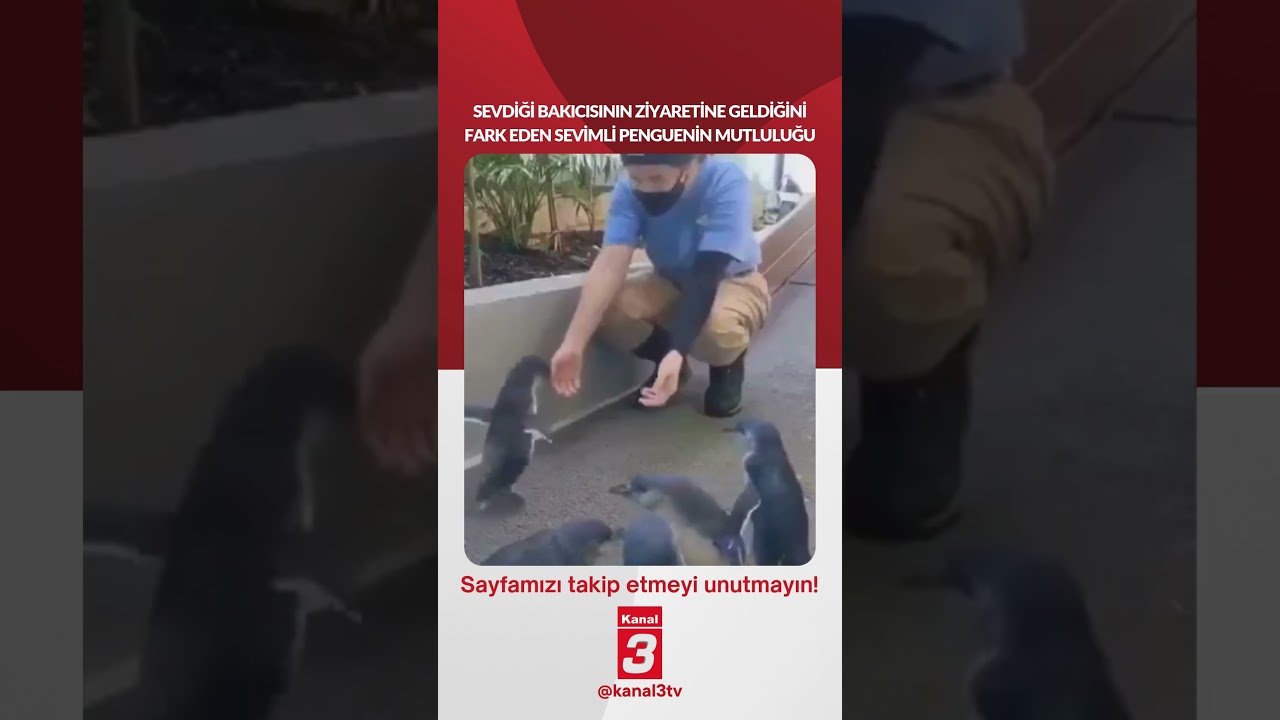 Sevdiği bakıcısının ziyaretine geldiğini fark eden sevimli penguenin mutluluğu…