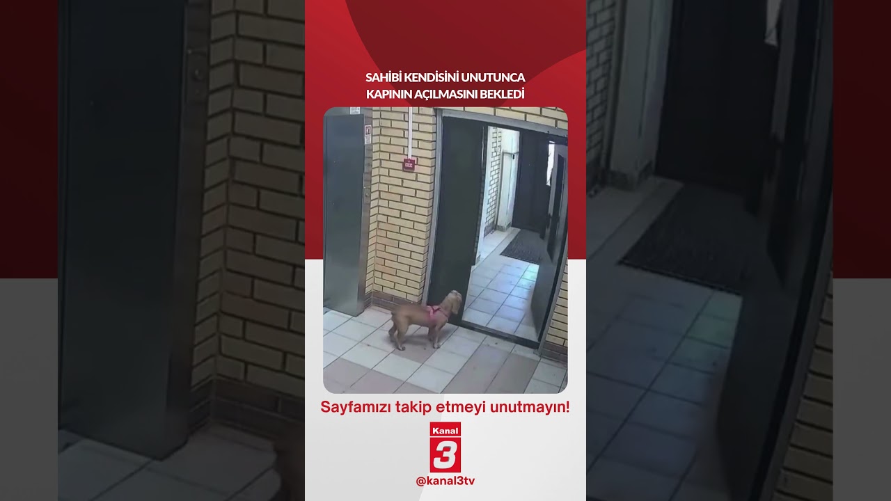 Sahibi kendisini unutunca kapının açılmasını bekledi…