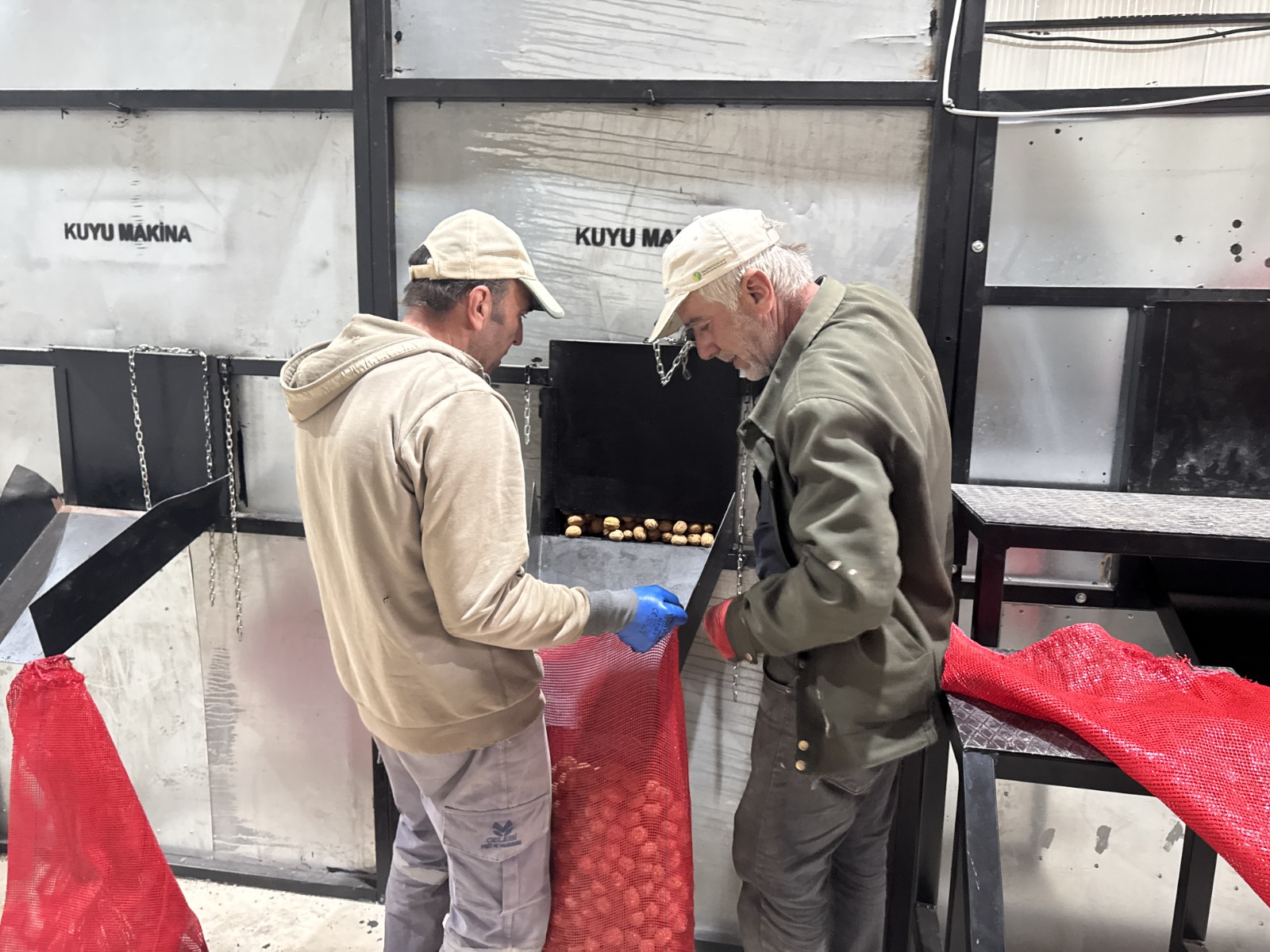 100 bin ceviz ağacı yöre halkına kazanç sağlıyor