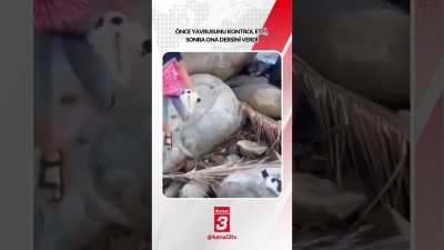 Önce yavrusunu kontrol etti, sonra ona dersini verdi… https://kanal3.com.tr/ Sosyal