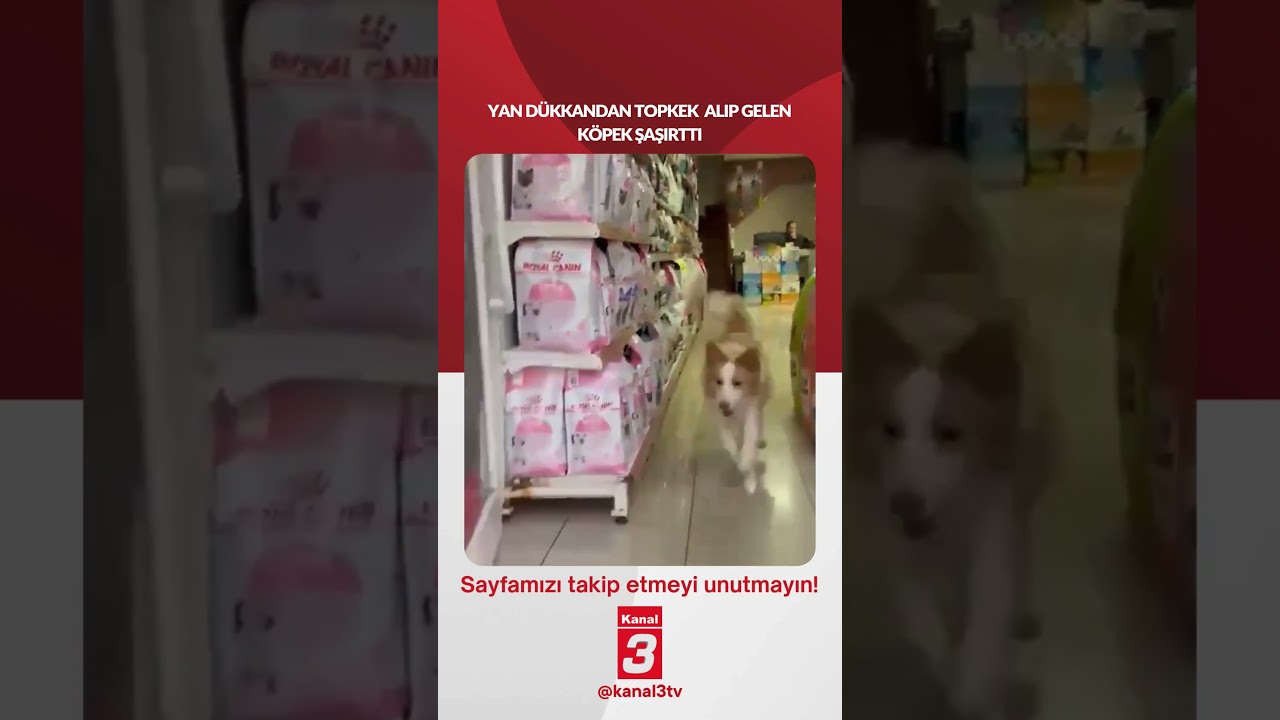Yan dükkandan topkek alıp gelen köpek şaşırttı…